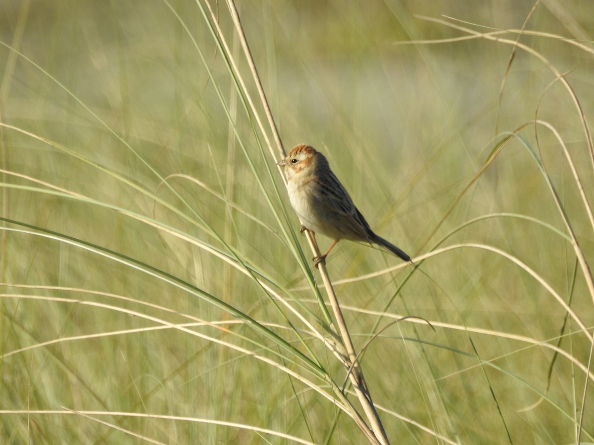 Reed Bunting - ML522800901