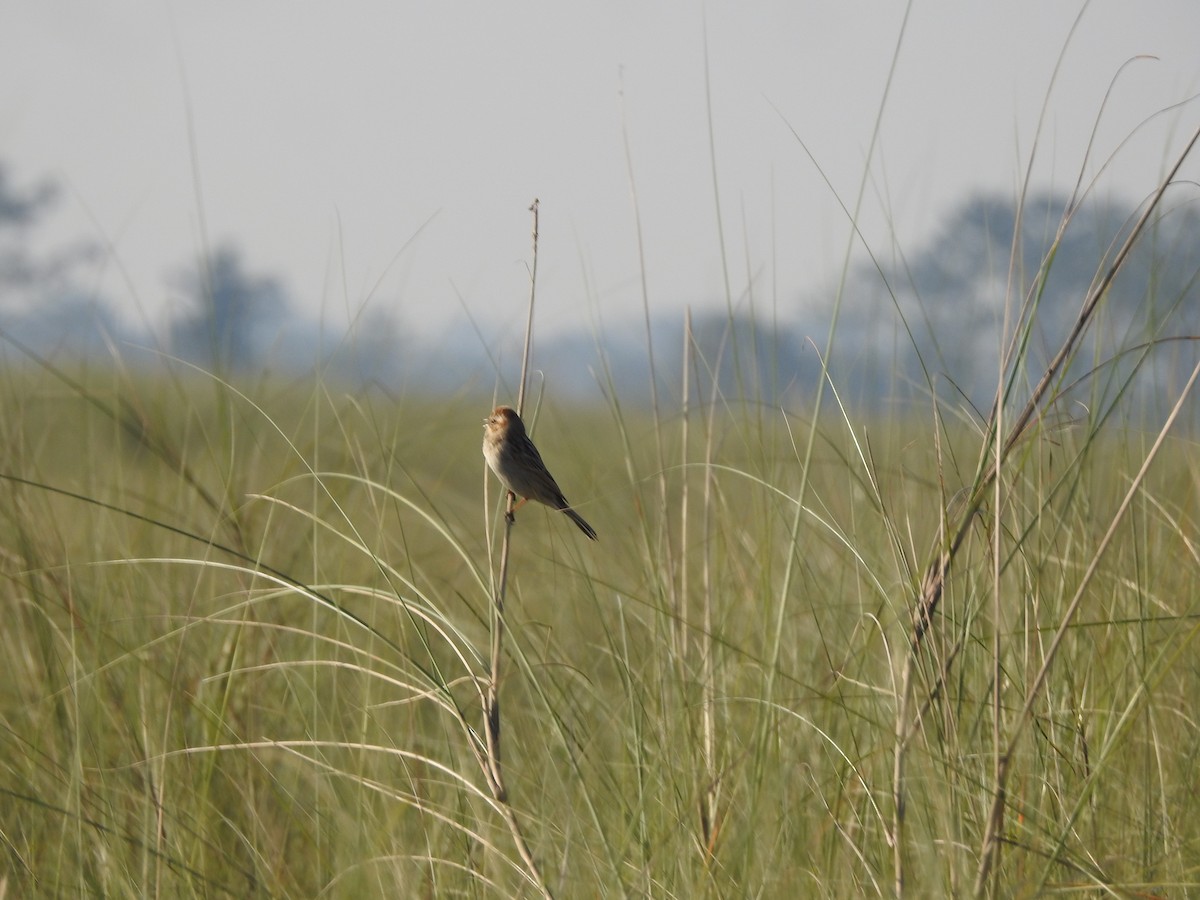 Reed Bunting - ML522800911