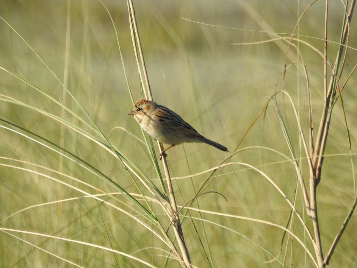 Reed Bunting - ML522800921