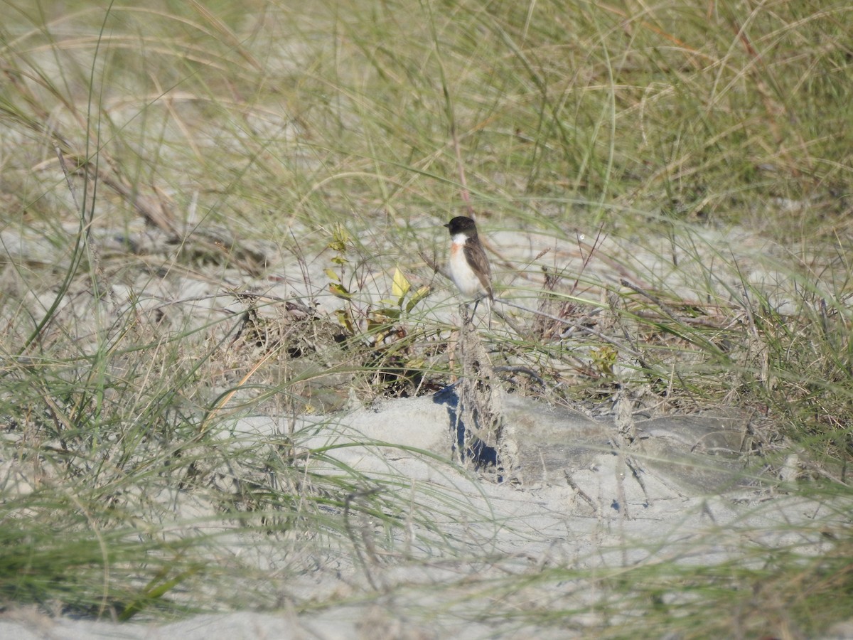 White-tailed Stonechat - ML522801351