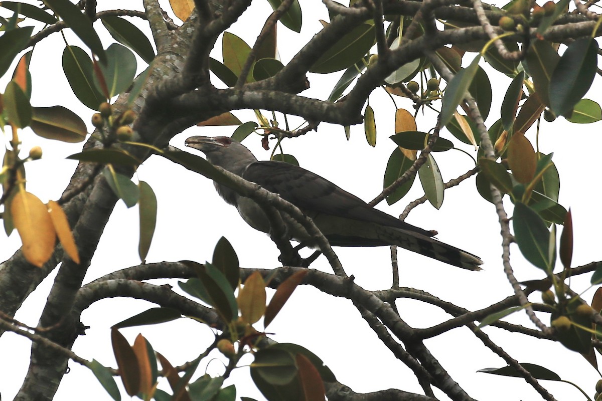 Channel-billed Cuckoo - ML522803061