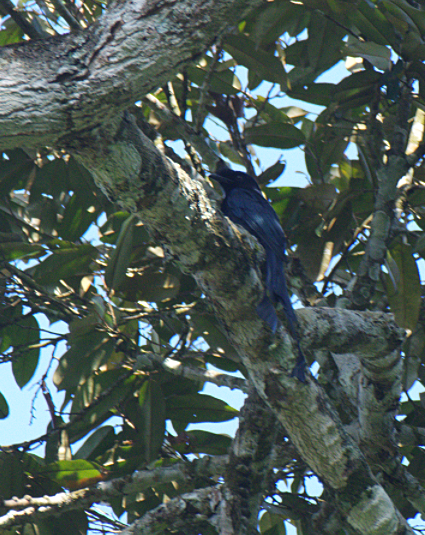 Greater Racket-tailed Drongo - ML522803901