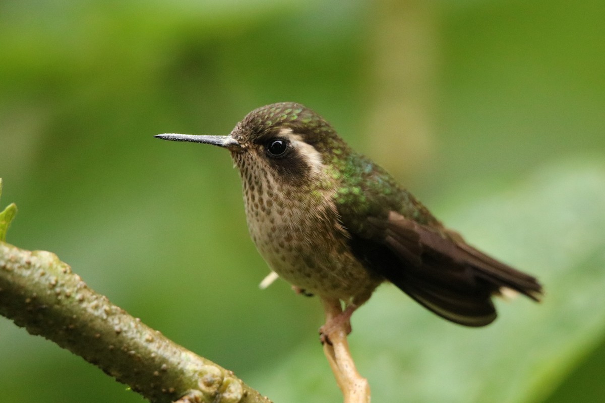 Speckled Hummingbird - Jenny Andrews