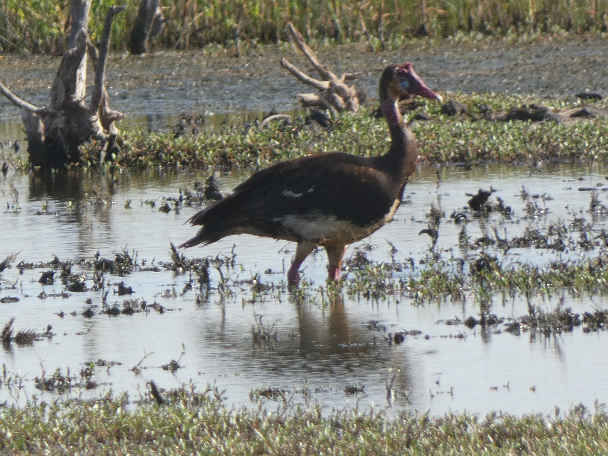 Spur-winged Goose - ML522804761