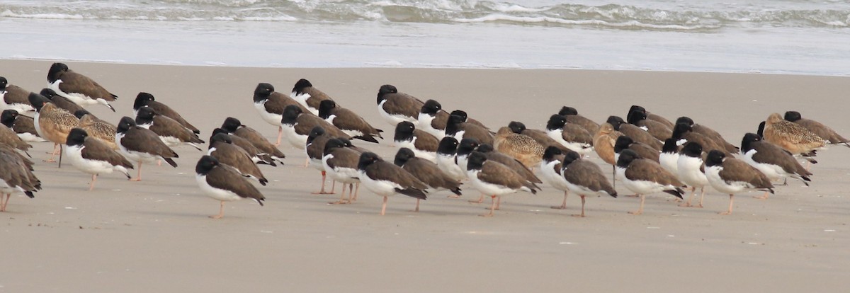 Marbled Godwit - ML522805151