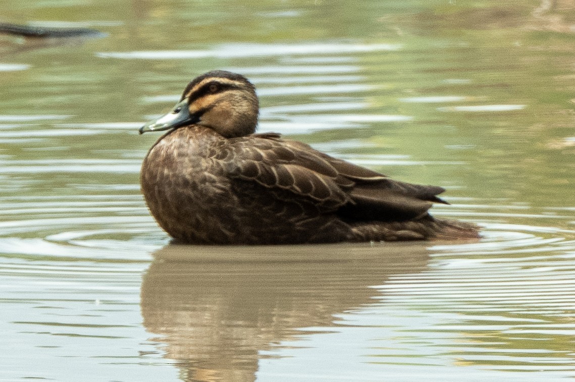 Canard à sourcils - ML522805341