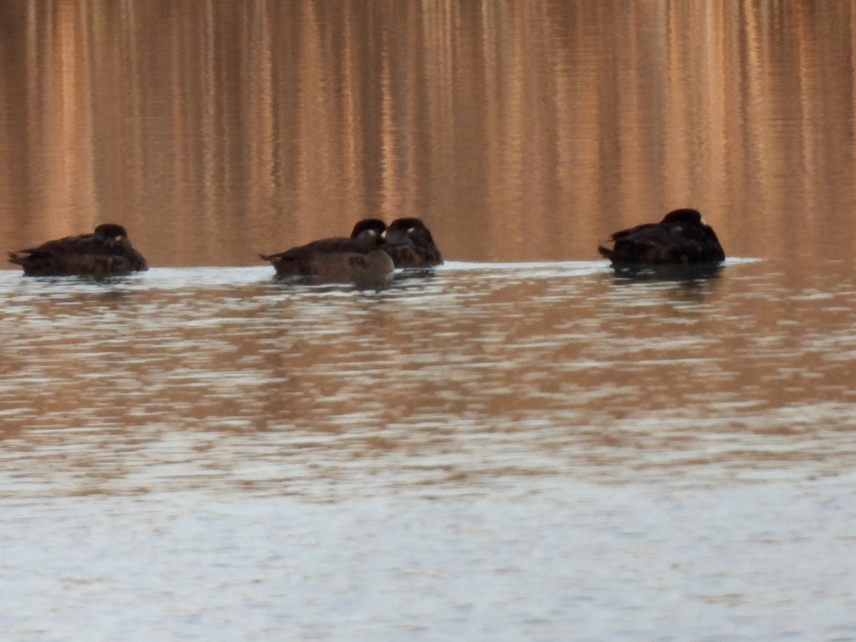 Surf Scoter - ML522808131