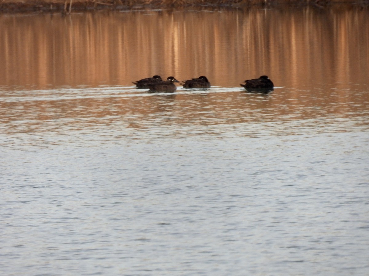 Surf Scoter - ML522808151