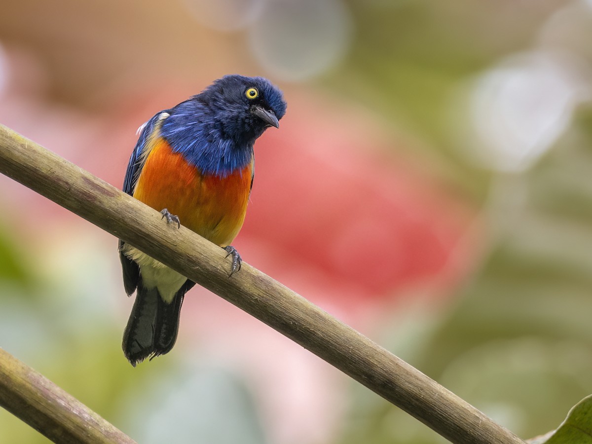 Scarlet-breasted Dacnis - Andres Vasquez Noboa