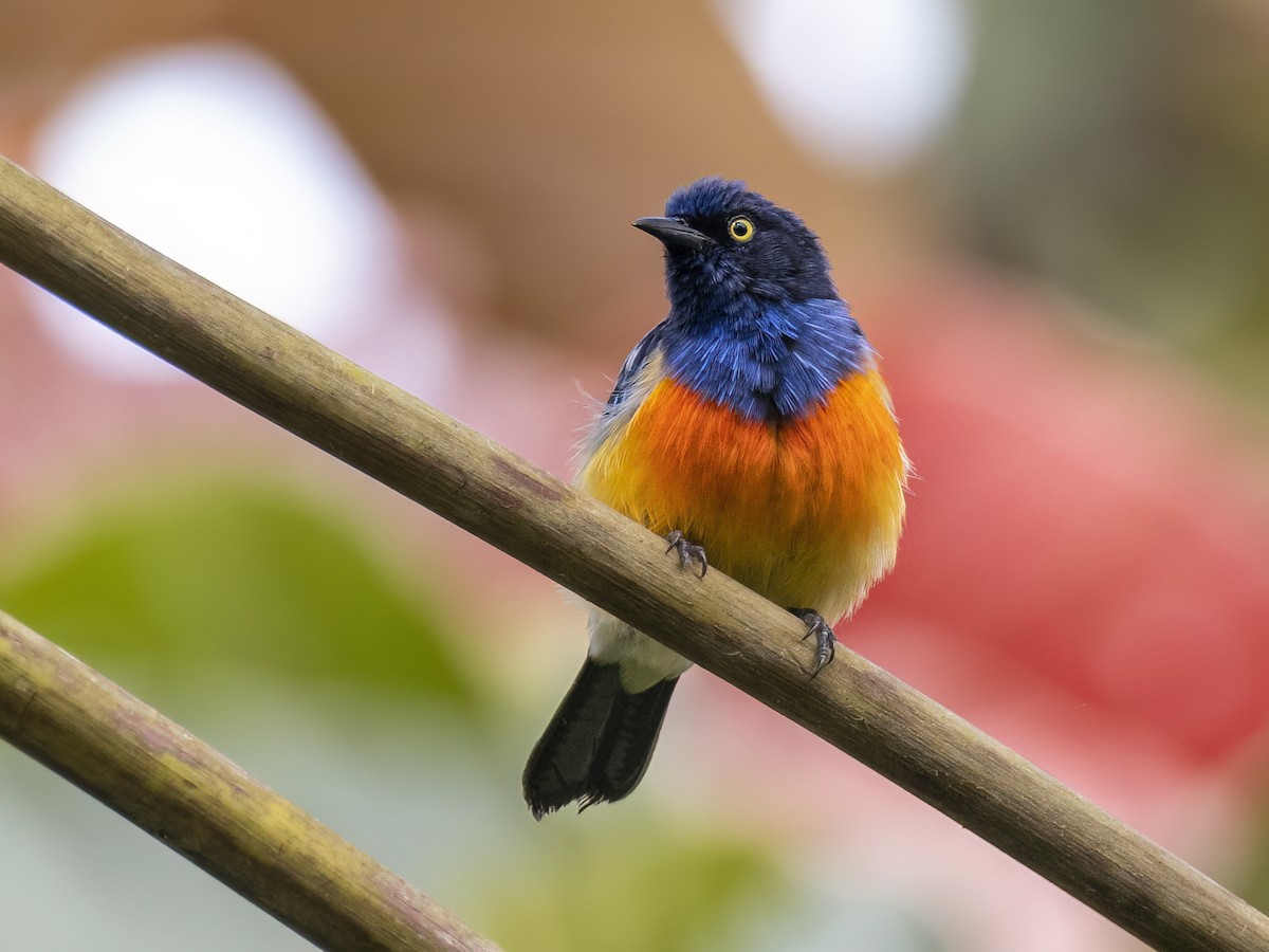 Scarlet-breasted Dacnis - Andres Vasquez Noboa