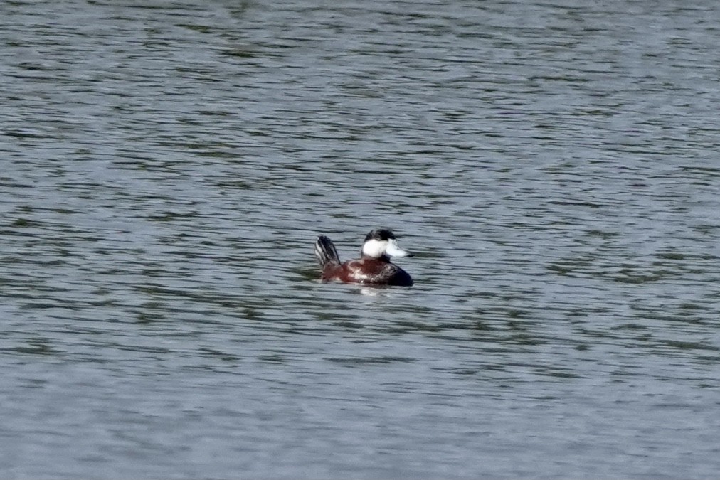 Ruddy Duck - ML522808911