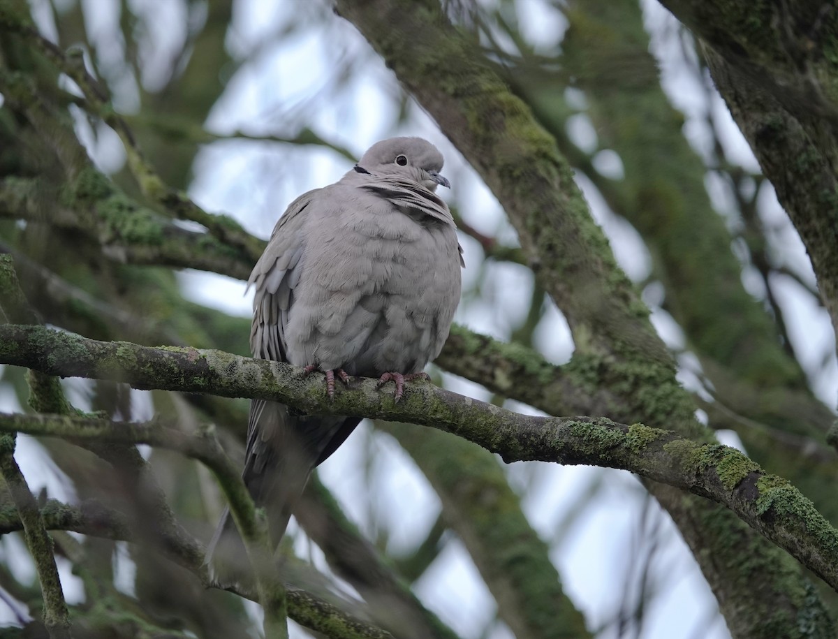 Eurasian Collared-Dove - ML522809511