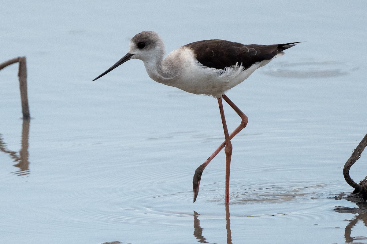 Pied Stilt - ML522809721