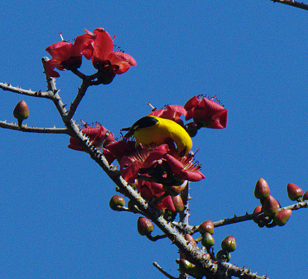 Indian Golden Oriole - ML522810021