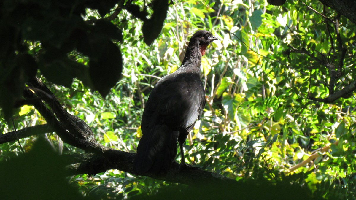 Dusky-legged Guan - Maria Jose Rodriguez Cajarville