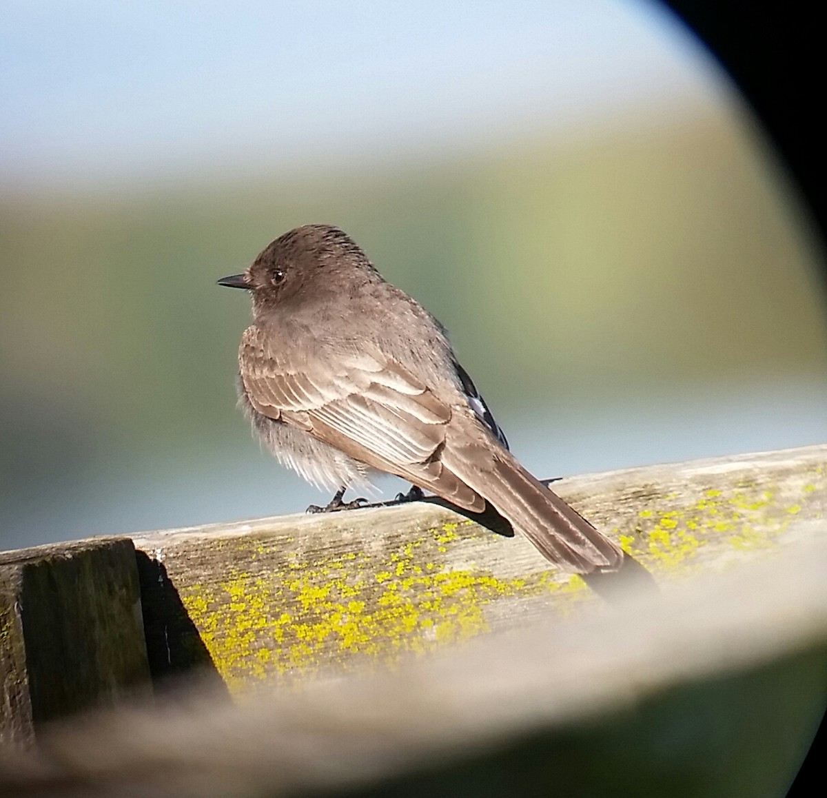 Black Phoebe - Donald Pendleton