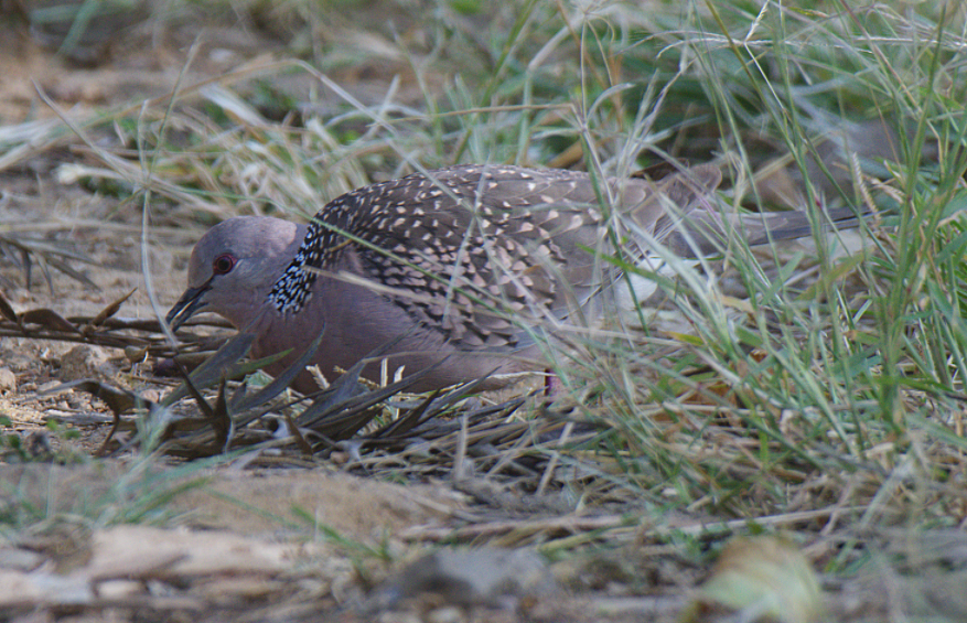 Spotted Dove - ML522810991
