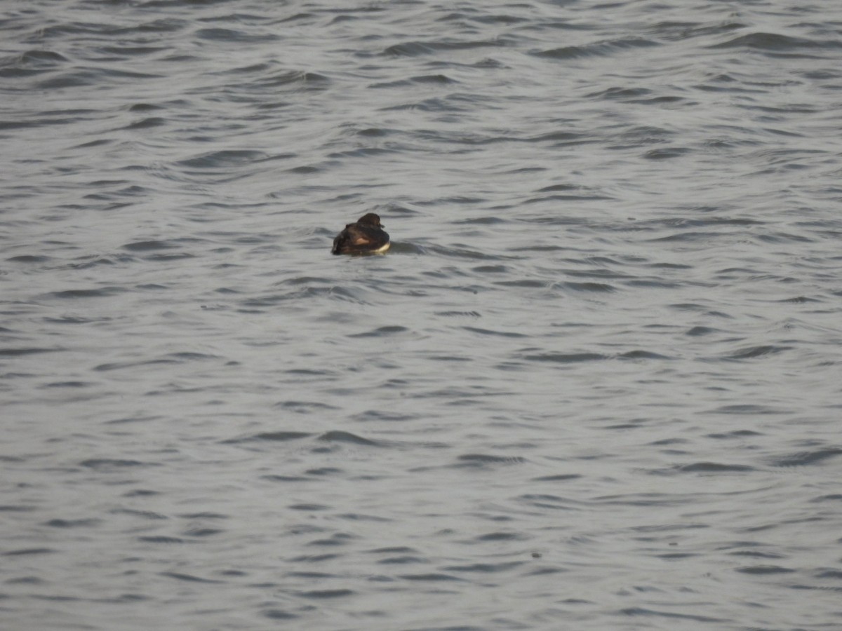 Cassin's Auklet - ML522811631