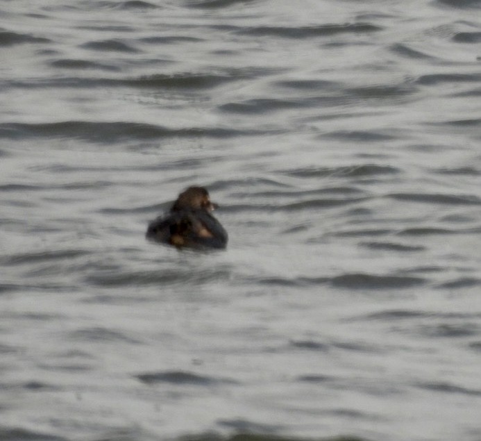 Cassin's Auklet - ML522811651