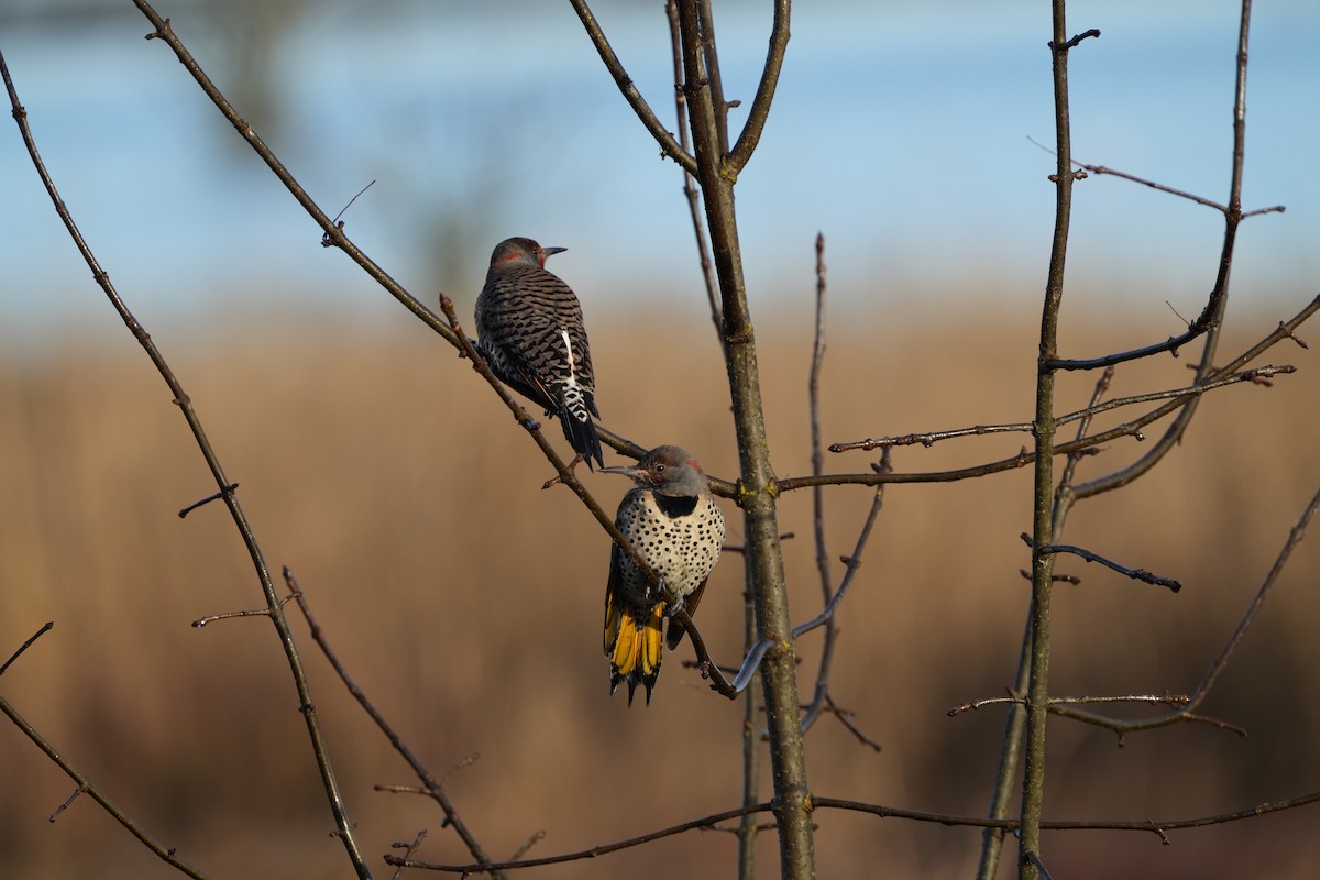 Northern Flicker (Yellow-shafted x Red-shafted) - ML522811931