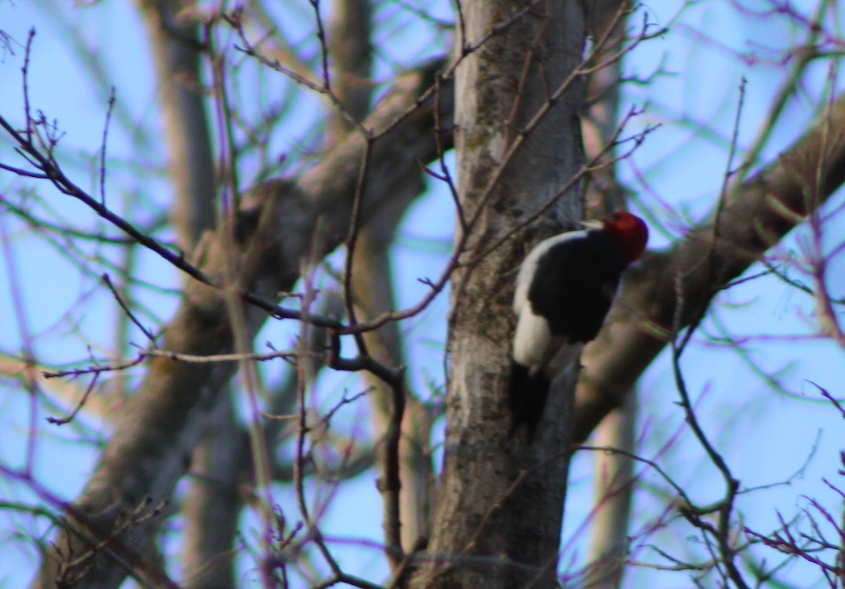 Red-headed Woodpecker - ML522812771