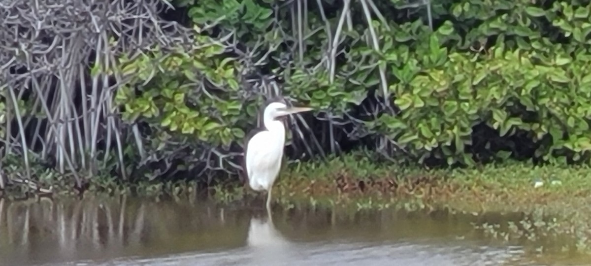 Great Blue Heron (Great White) - Melanie Gaddy