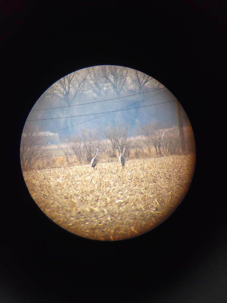 Sandhill Crane - ML522815971