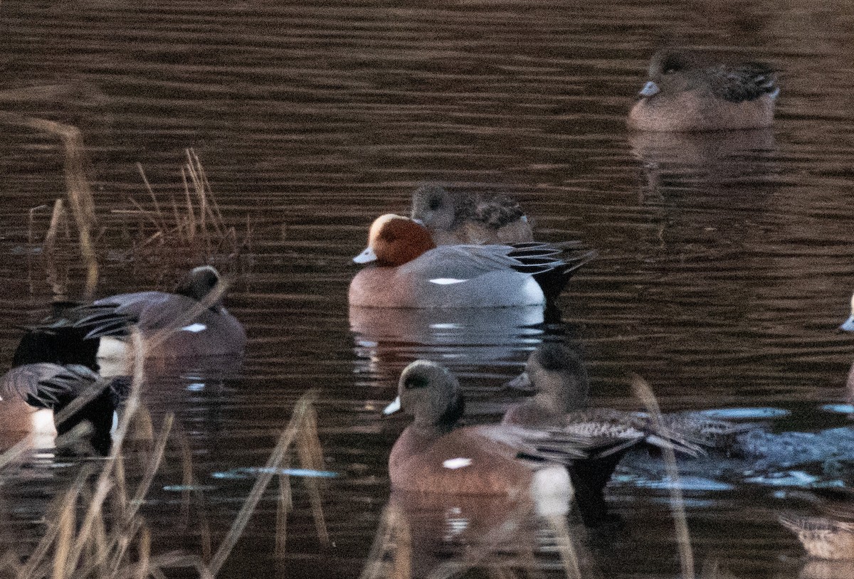 Eurasian Wigeon - ML522817251