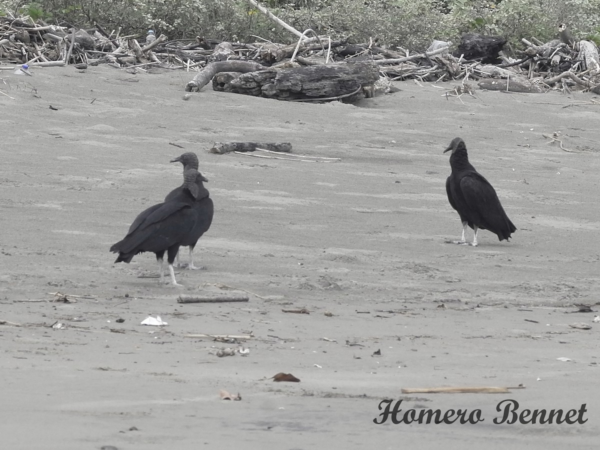 Black Vulture - ML522819781