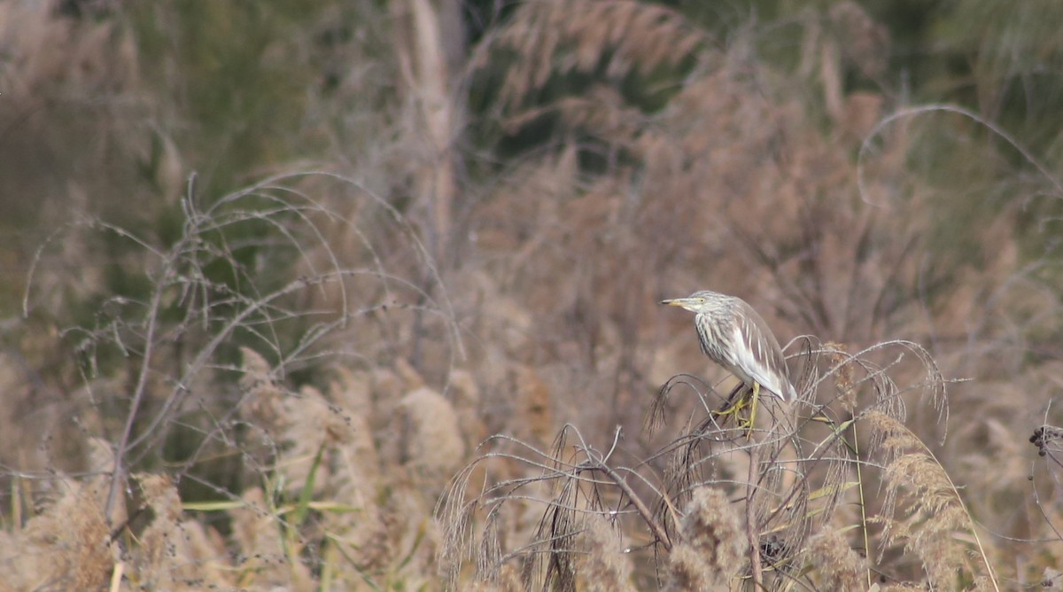 Chinese Pond-Heron - CHIOU 邱 PO-YING 柏瑩