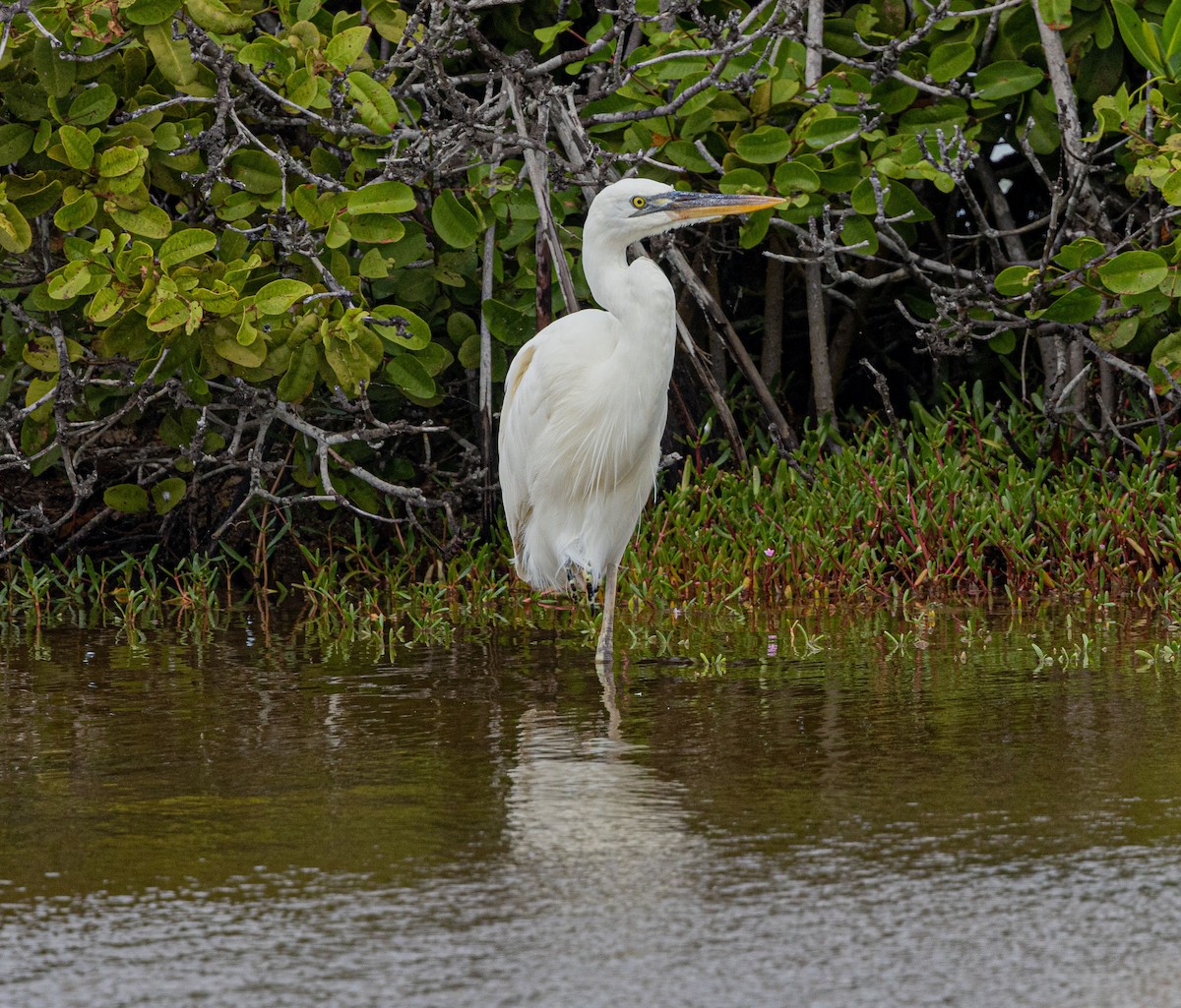 Great Blue Heron (Great White) - Melanie Gaddy