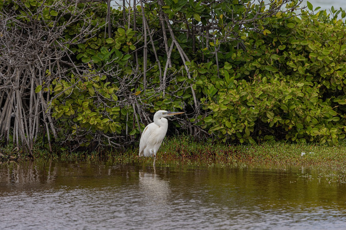 Great Blue Heron (Great White) - ML522820271