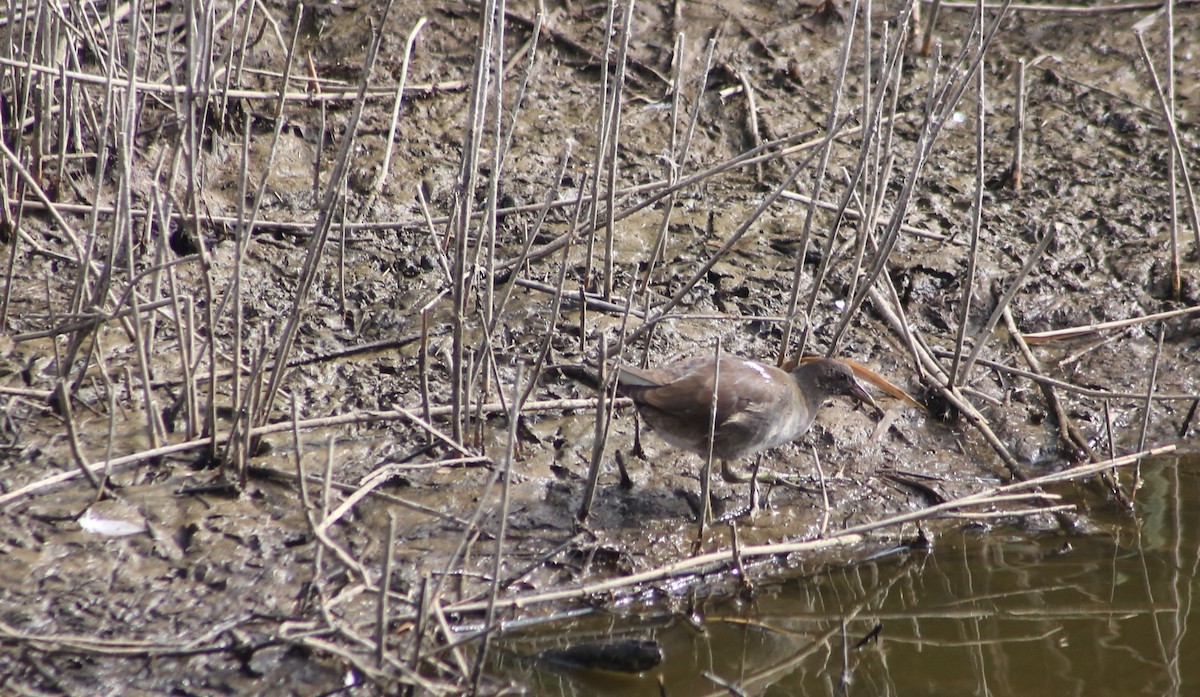 Eurasian Moorhen - ML522820321