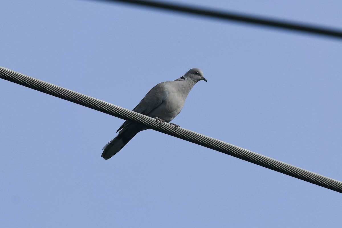 Eurasian Collared-Dove - ML522820361