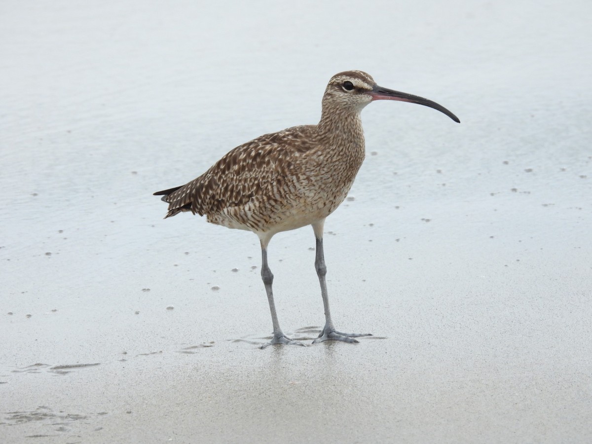 Whimbrel - william gray