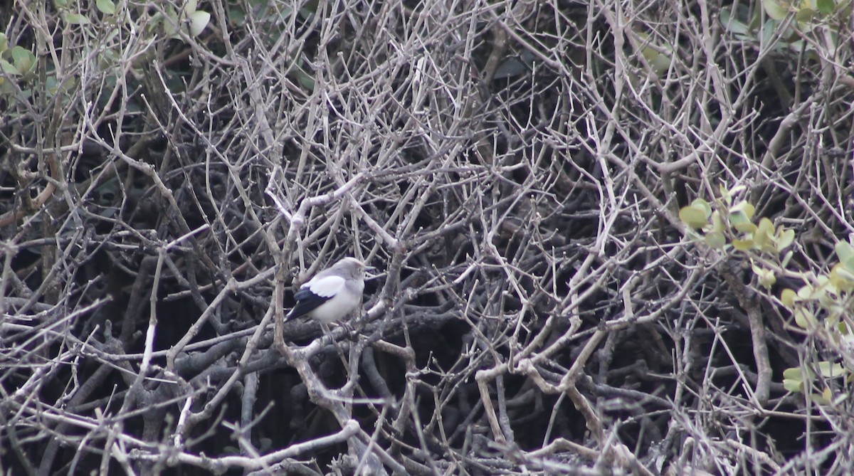 White-shouldered Starling - ML522820881