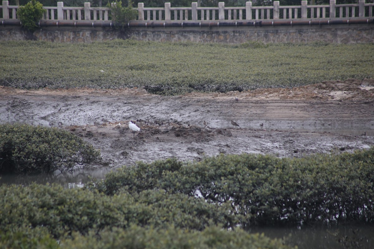 Whimbrel - CHIOU 邱 PO-YING 柏瑩