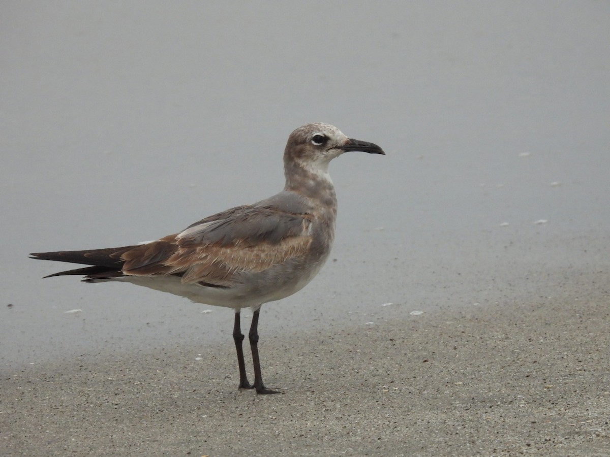 Laughing Gull - william gray