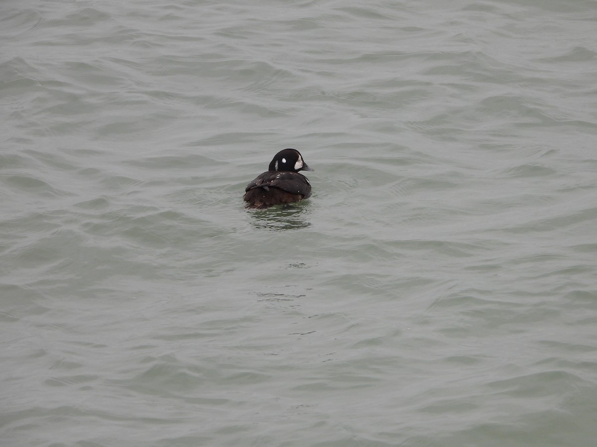 Harlequin Duck - Marcie  Jacklin