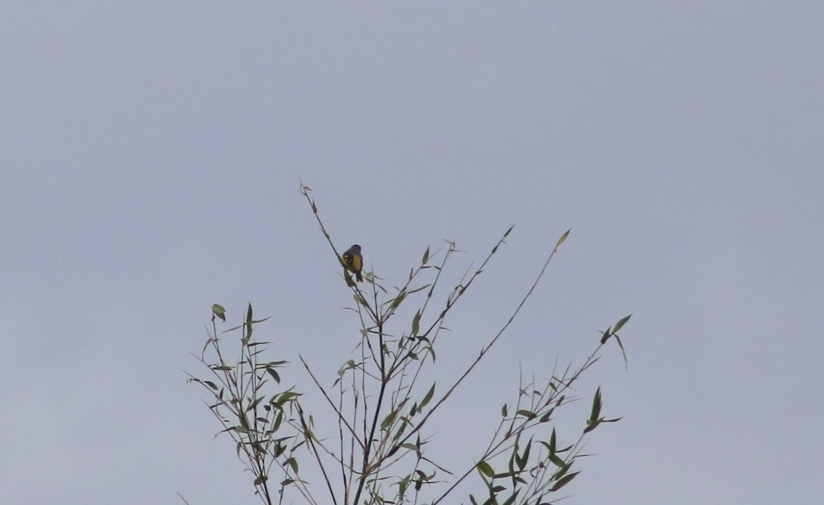 Minivet écarlate - ML522822301