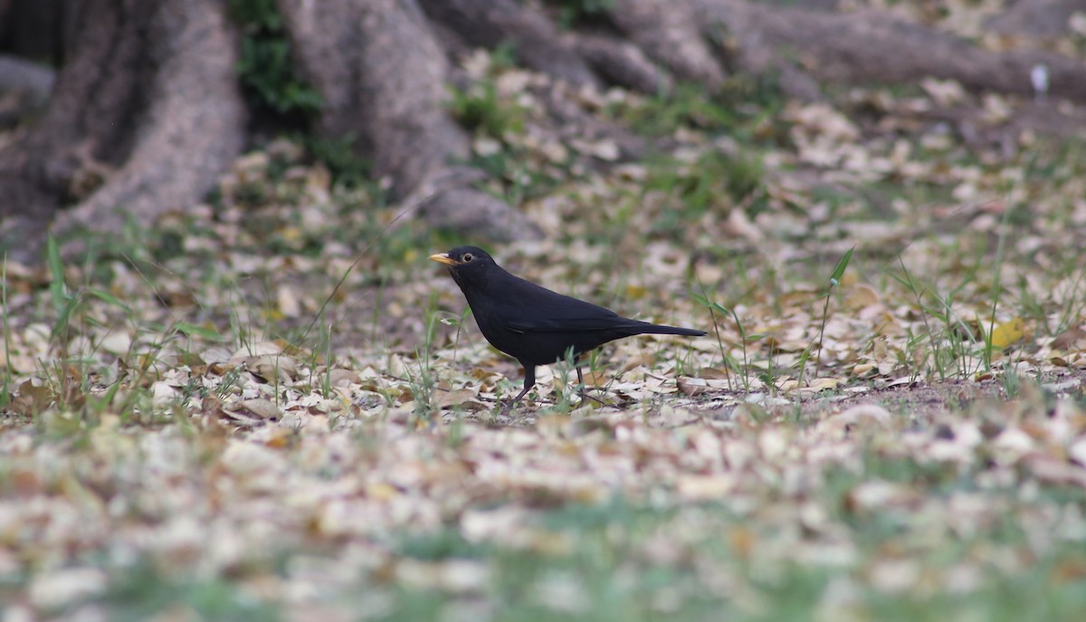 Chinese Blackbird - ML522822371