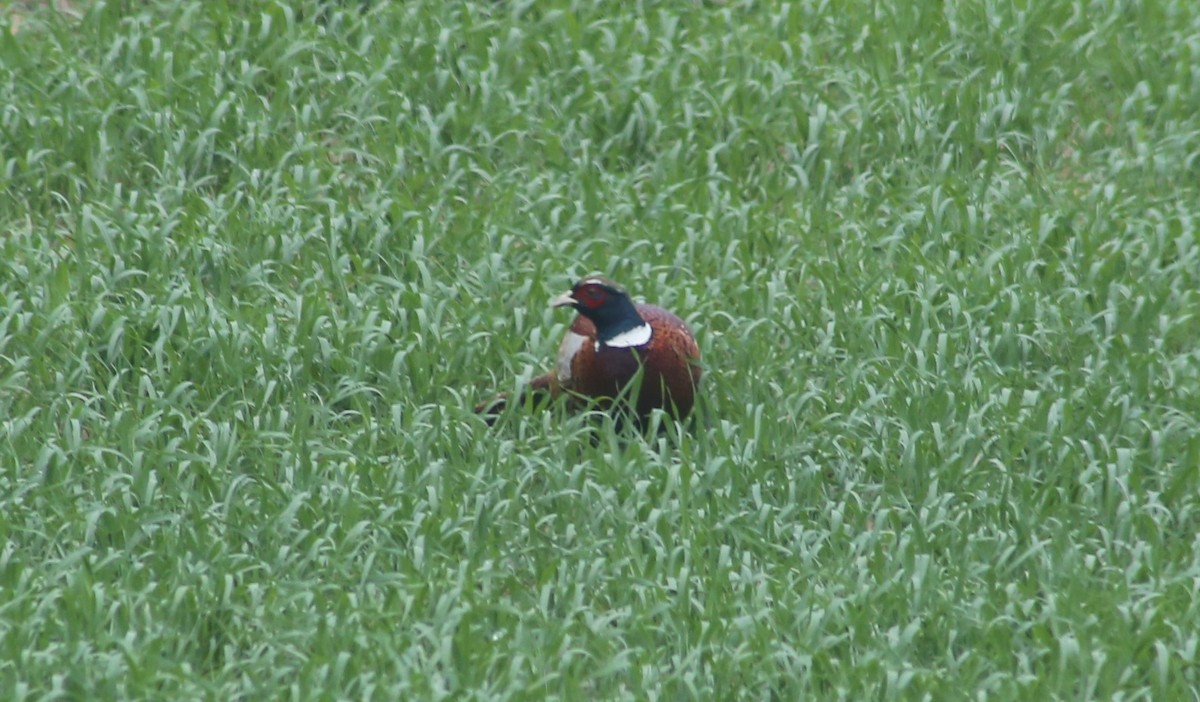 Ring-necked Pheasant - ML522822961