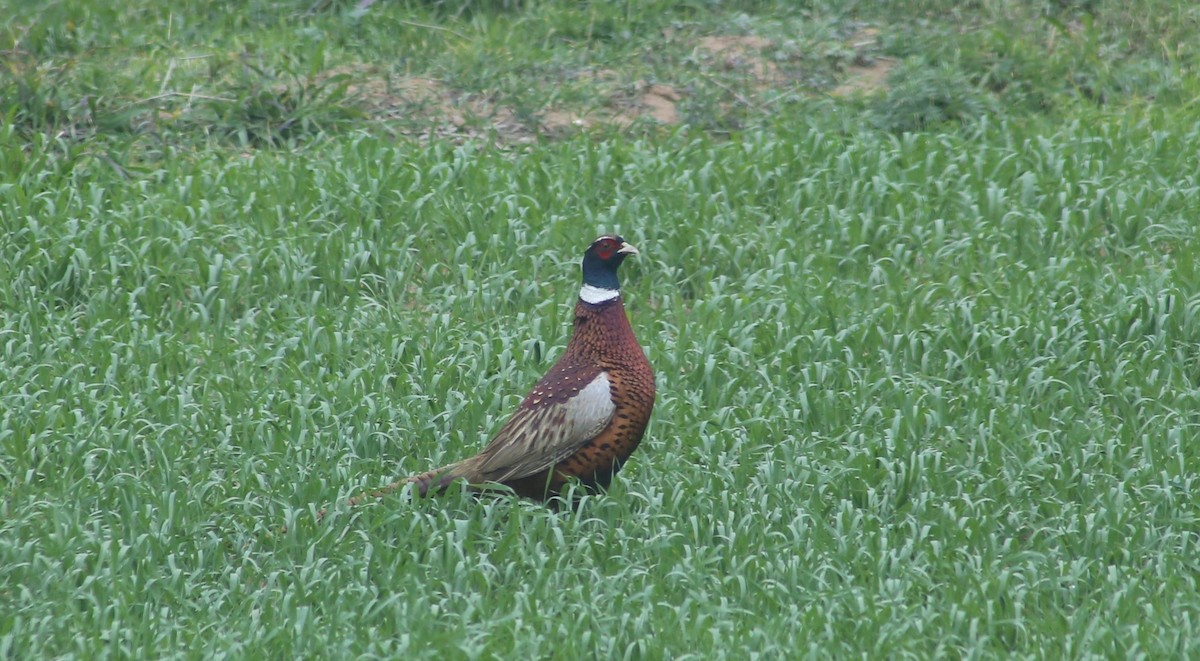 Ring-necked Pheasant - CHIOU 邱 PO-YING 柏瑩