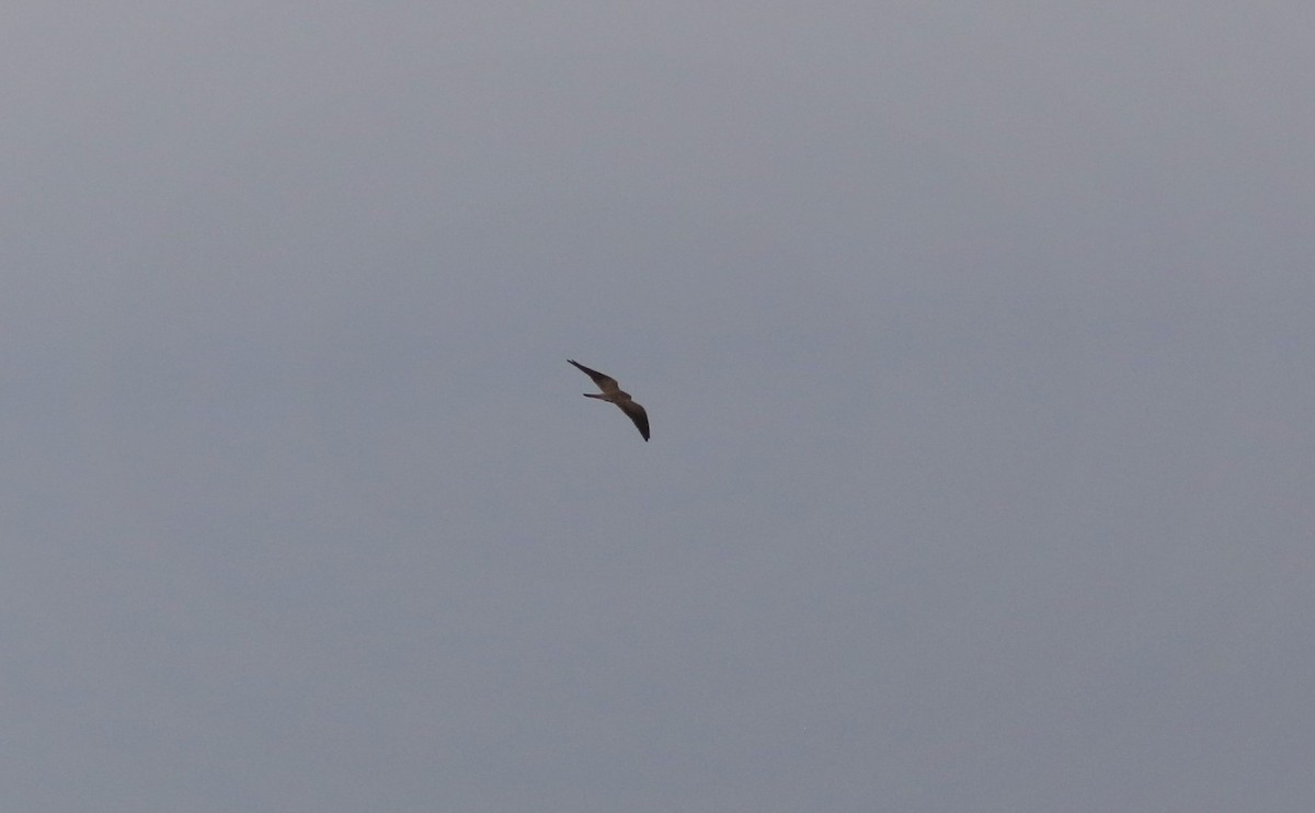 Eurasian Kestrel - CHIOU 邱 PO-YING 柏瑩