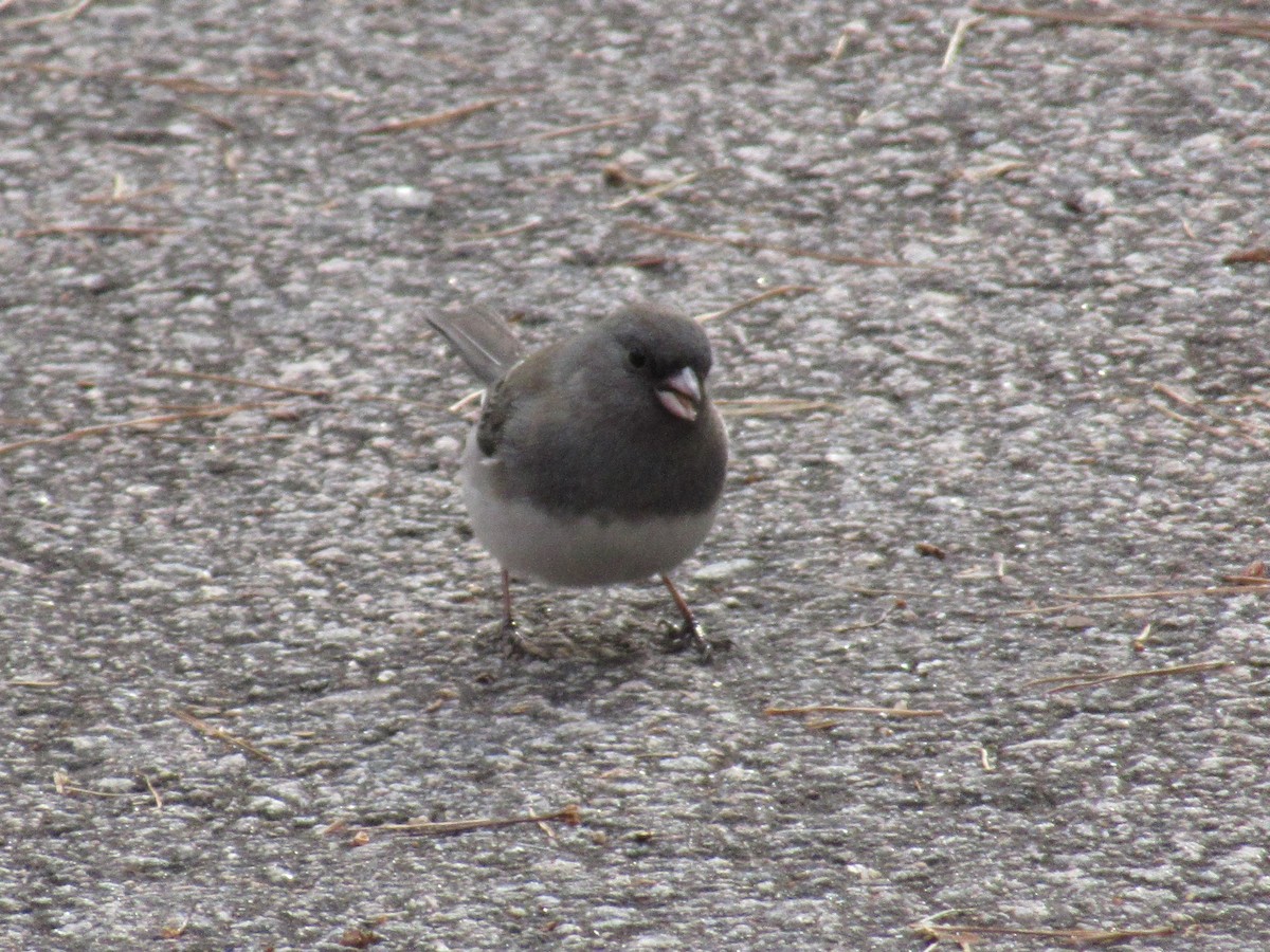 Junco ardoisé - ML522824461