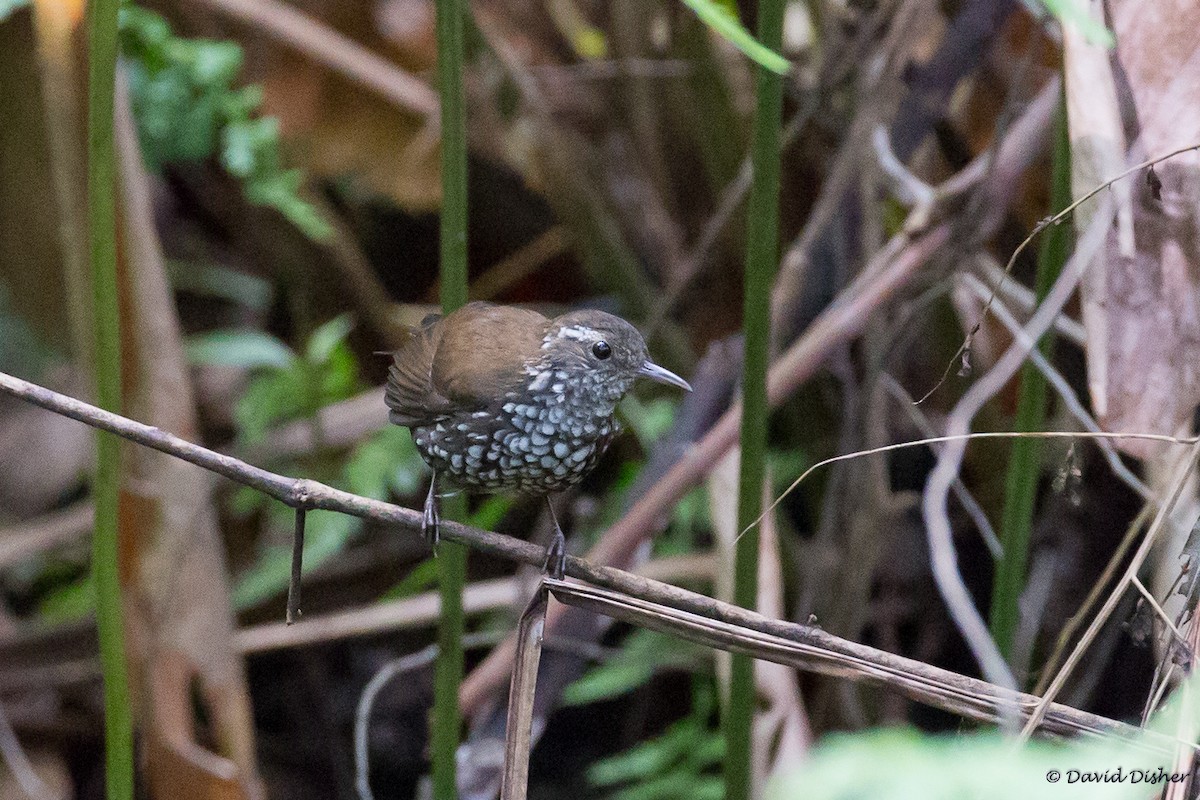 Sharp-tailed Streamcreeper - David Disher