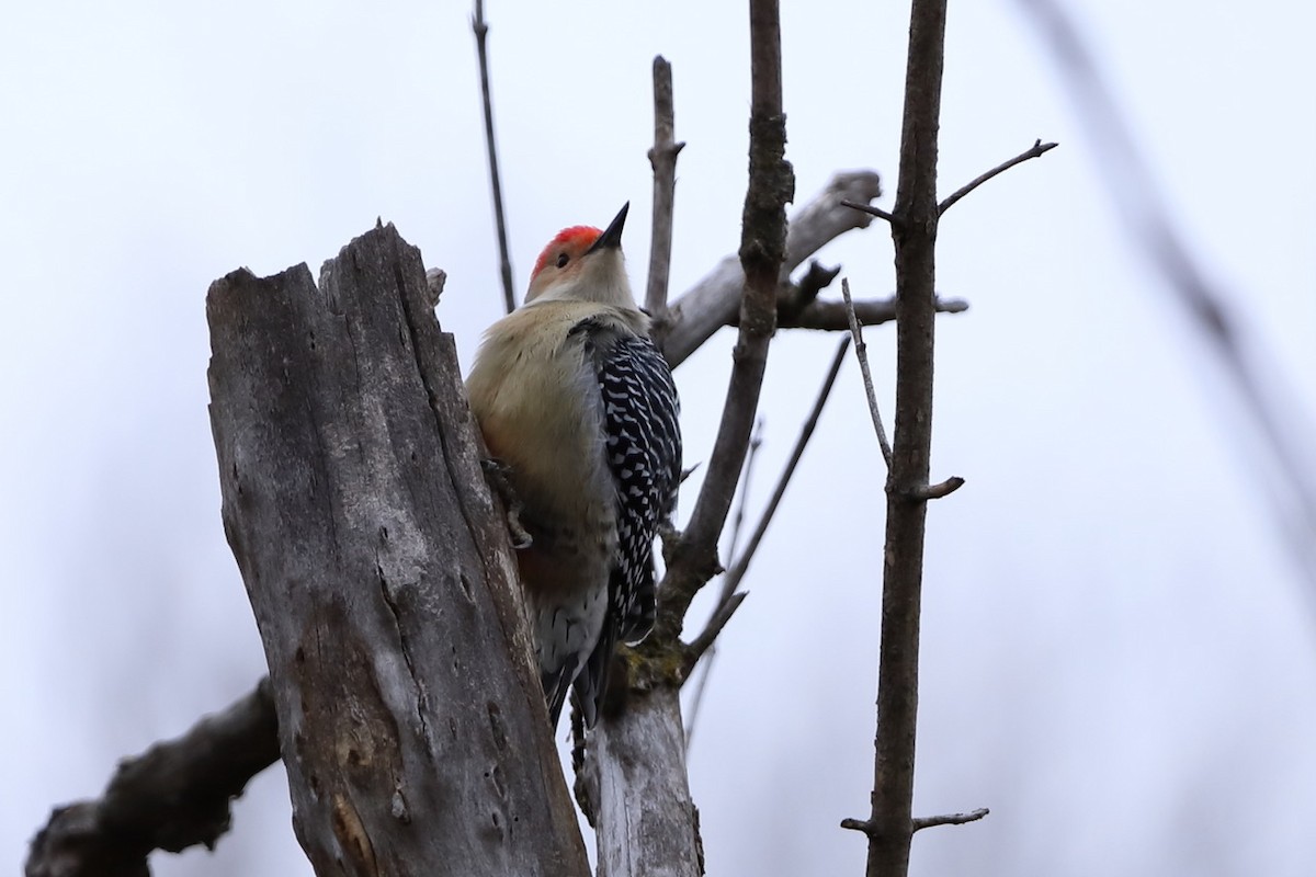 Red-bellied Woodpecker - ML522825551