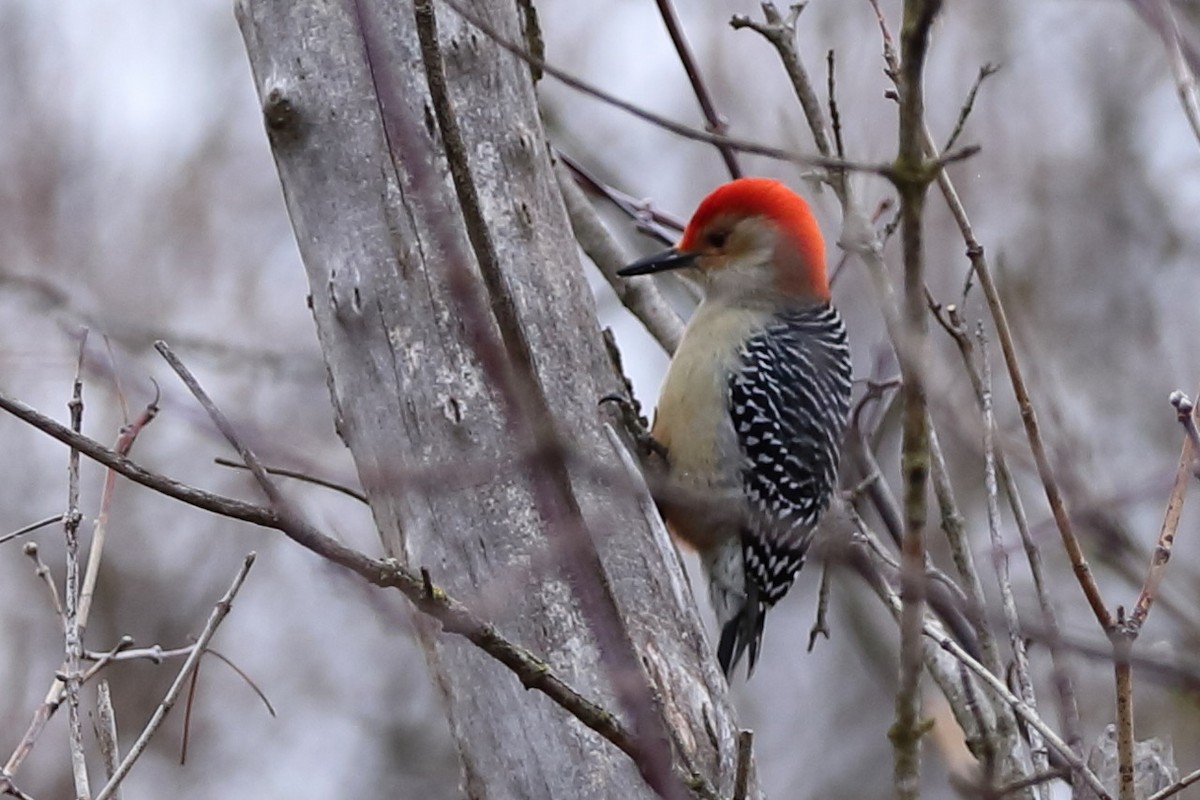 Red-bellied Woodpecker - ML522825561