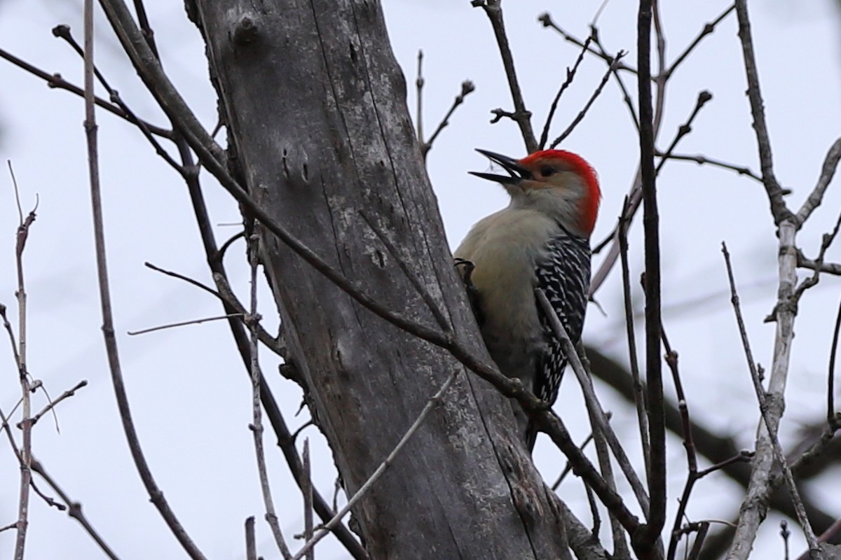 Red-bellied Woodpecker - ML522825571