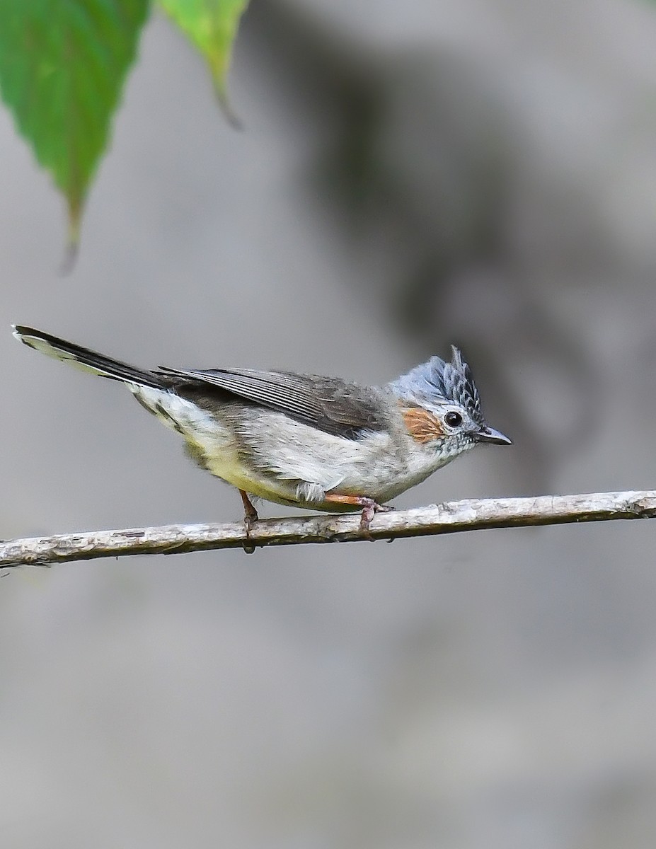 Striated Yuhina - ML522829521